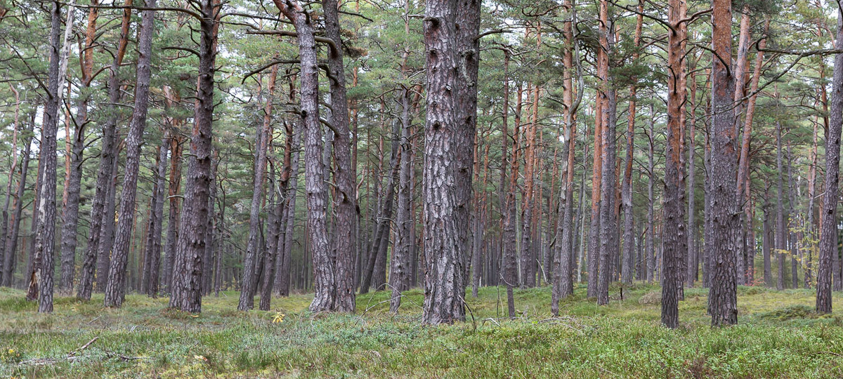 Asuja tee 5, Pärnu maakond, Häädemeeste alevik, Häädemeeste alevik
