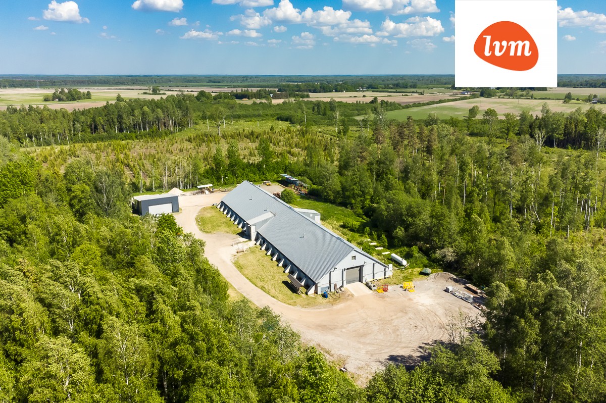 Haava, Aruvälja, Pärnu