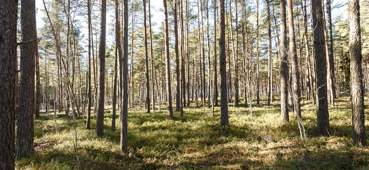 Nõmmemetsa , Pärnu maakond, Häädemeeste vald, Reiu küla