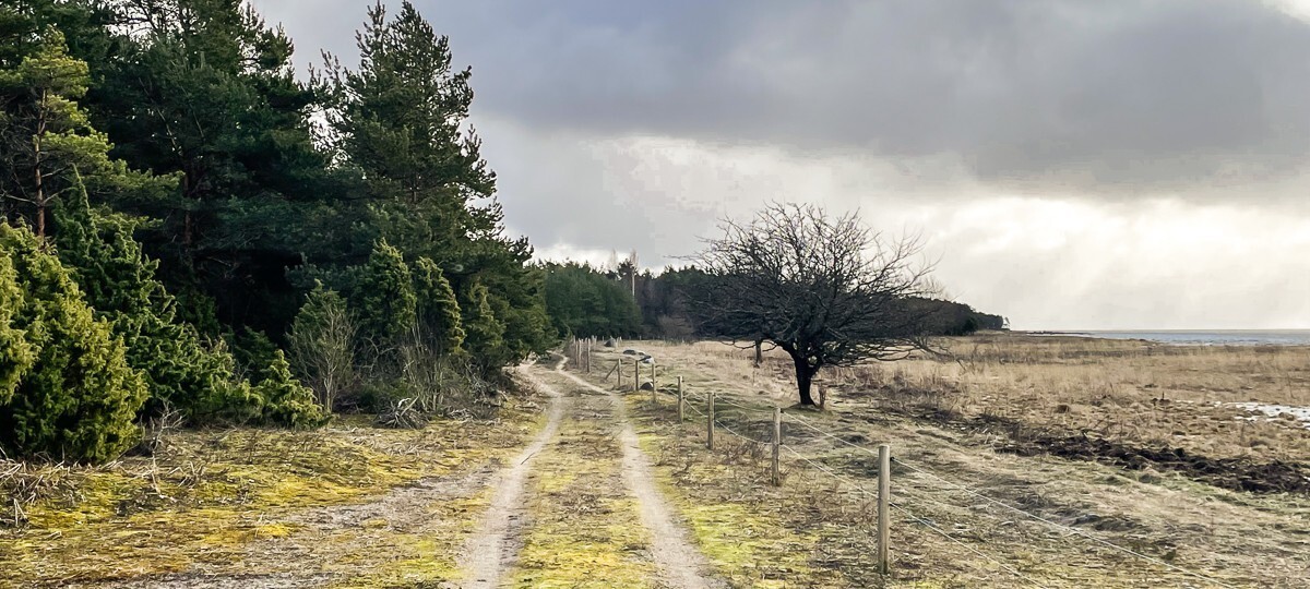 Kivinuka , Pärnu maakond, Lääneranna vald, Haapsi küla